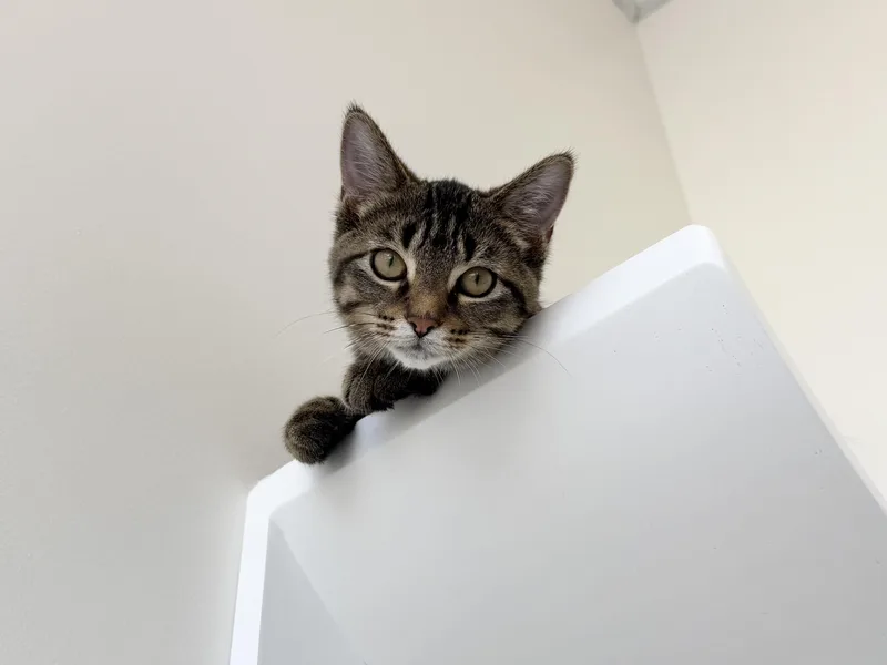 A baby medium-sized female Domestic Short Hair cat named Hailey for adoption in Evanston, IL
