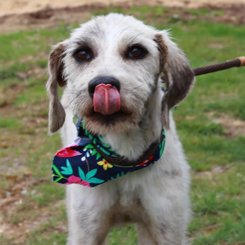 An adult medium-sized female White / Cream Terrier dog named Ct Monkey Avail Wed for adoption in Stormville, NY