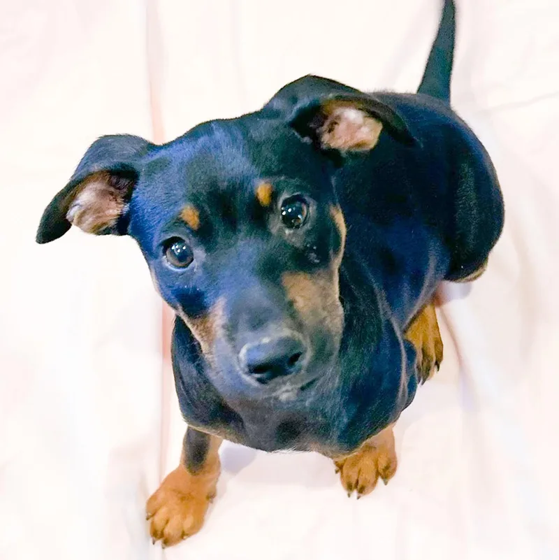 A baby small-sized male Black Chihuahua dog named Wilson for adoption in Albany, NY