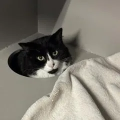 An adult large-sized male Black & White / Tuxedo Tuxedo cat named Beef Wellington for adoption in Phoenix, AZ