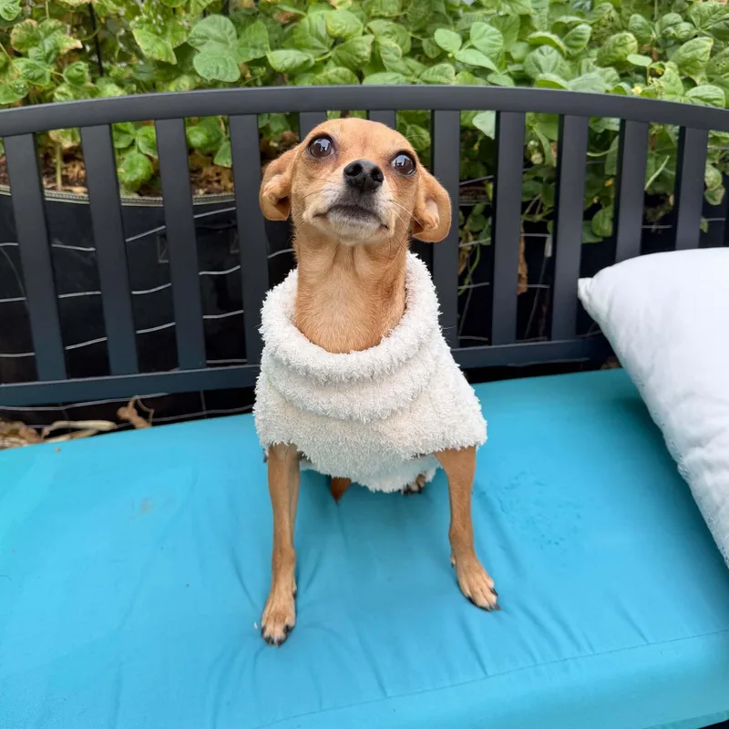 A young small-sized female Italian Greyhound dog named Sophia for adoption in Boulder, CO