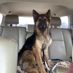An adult medium-sized male Black German Shepherd Dog dog named Burrow for adoption in Farmersville, OH