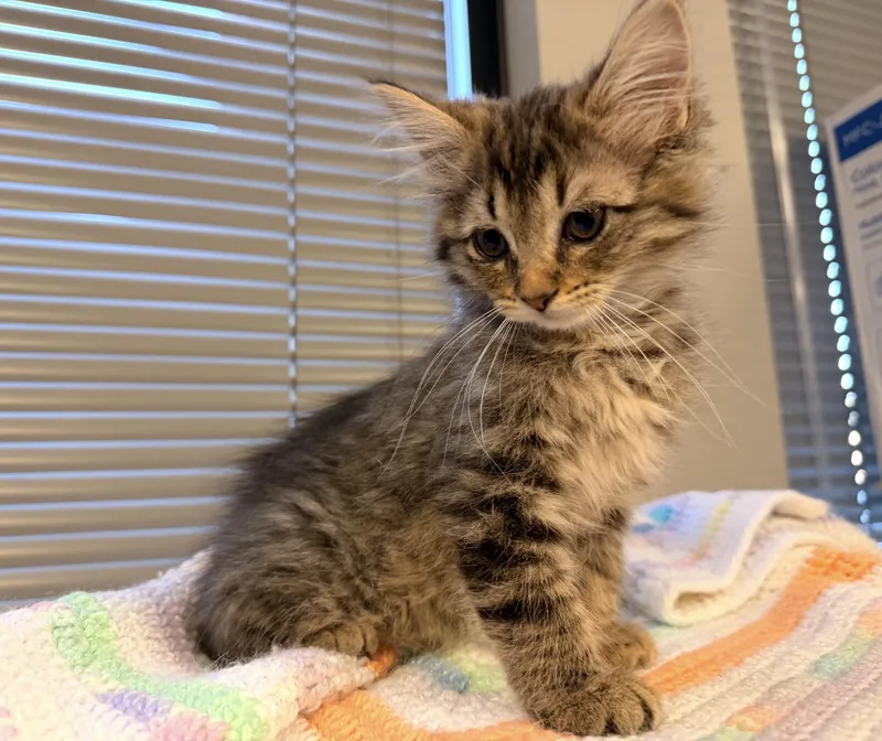A baby medium-sized female Tabby (Gray / Blue / Silver) Domestic Short Hair cat named Sheba for adoption in Batesville, AR