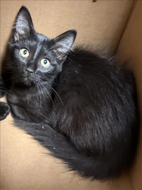 A baby medium-sized male Domestic Short Hair cat named Sam for adoption in Chatsworth, CA