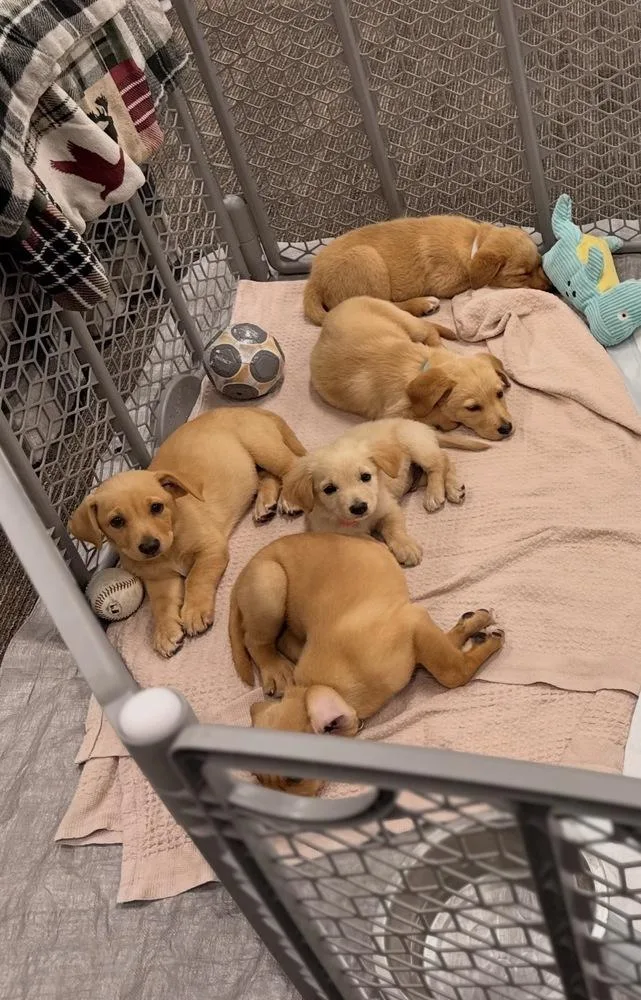 A baby large-sized female Yellow / Tan / Blond / Fawn Labrador Retriever dog named Cowley Feta for adoption in Broomfield, CO