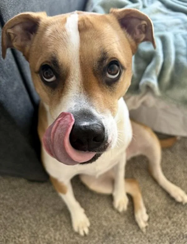 An adult large-sized female Hound dog named Freckles for adoption in Des Moines, IA