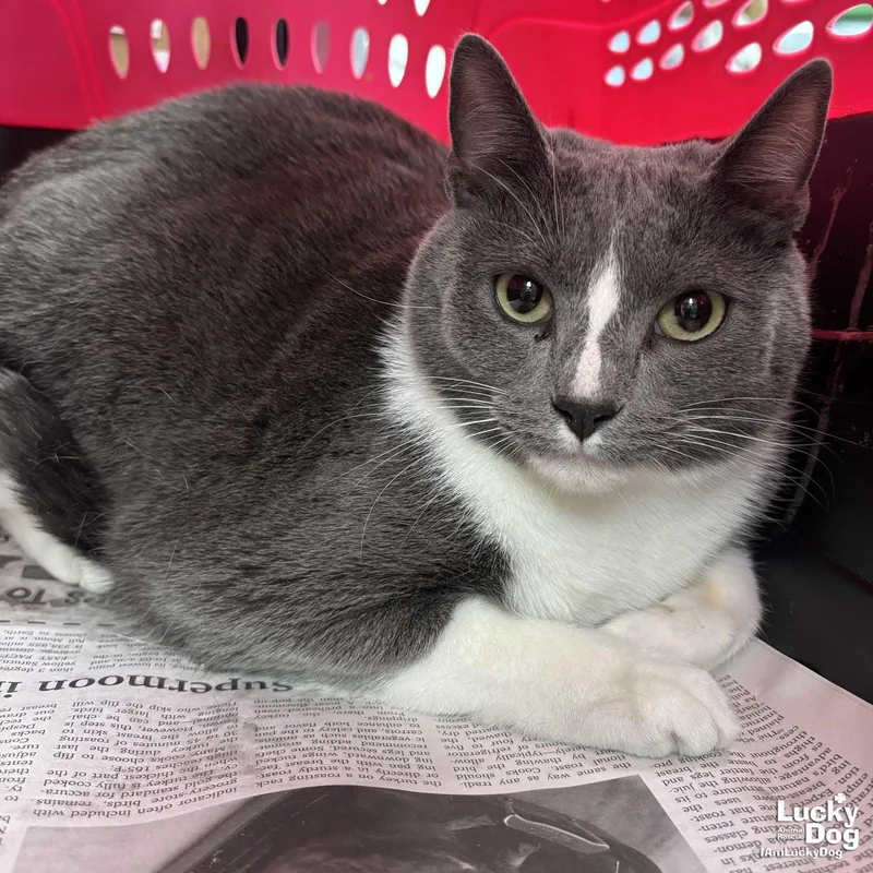 An adult medium-sized male Gray & White Domestic Short Hair cat named Graham for adoption in Washington, DC