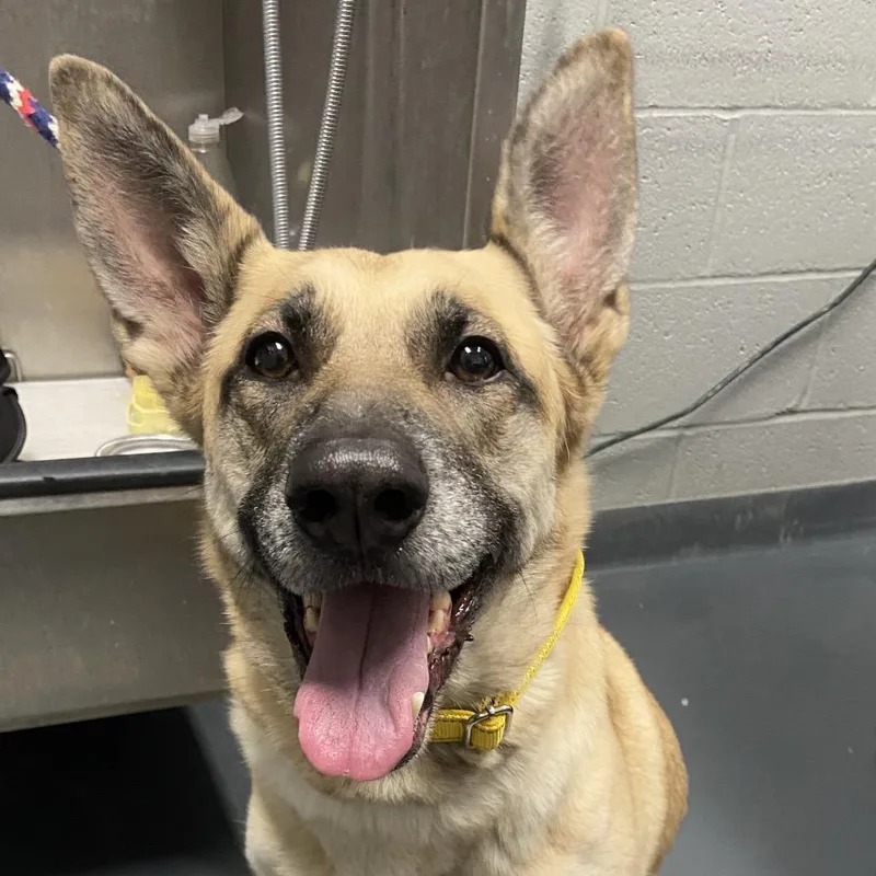 An adult medium-sized female Yellow / Tan / Blond / Fawn Mixed Breed dog named Queen Elinor for adoption in Allentown, PA