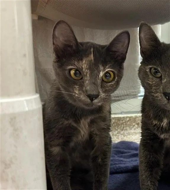 A young small-sized female Domestic Short Hair cat named Tabitha for adoption in Pueblo, CO