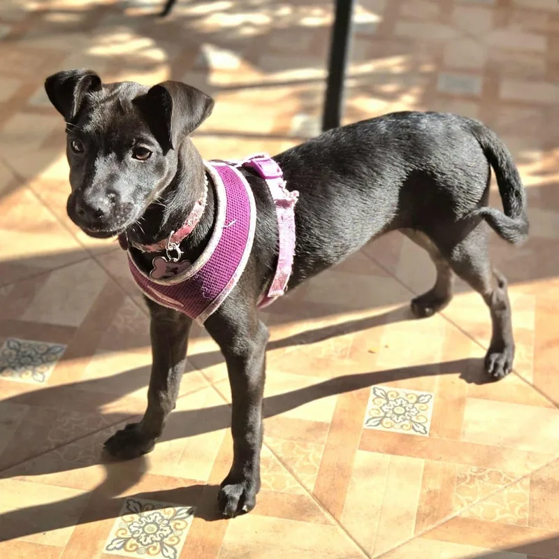 Hade "your Sweetest Angel." thumbnail 2