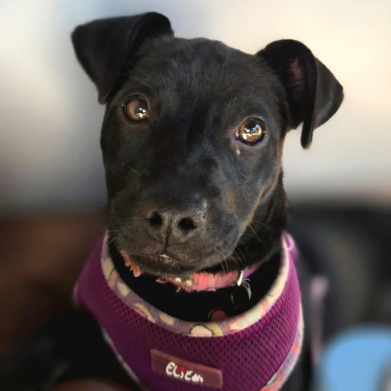 Hade "your Sweetest Angel." thumbnail 3