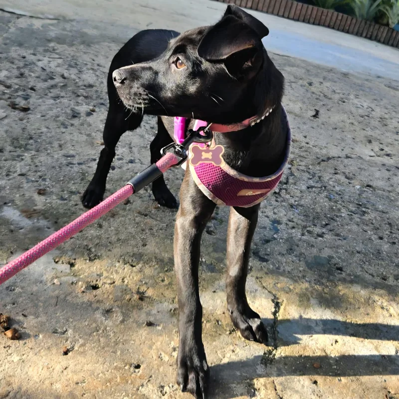 Hade "your Sweetest Angel." thumbnail 4