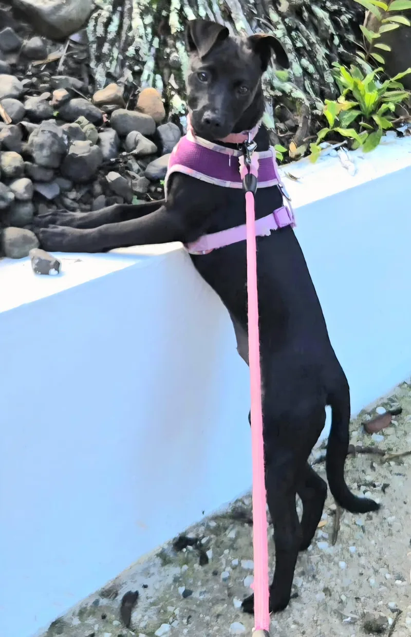 Hade "your Sweetest Angel." thumbnail 5