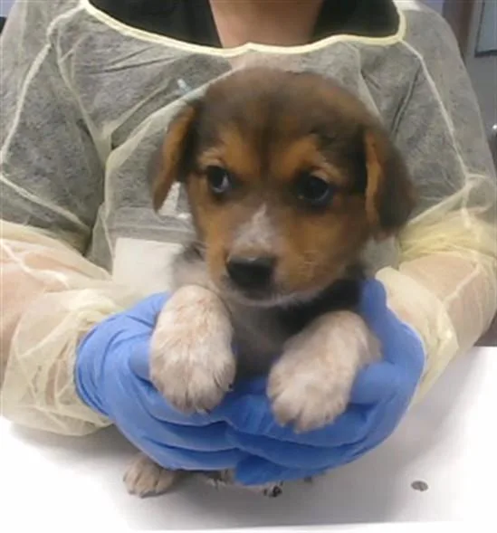 A baby small-sized female Border Terrier dog named Dot for adoption in Phoenix, AZ