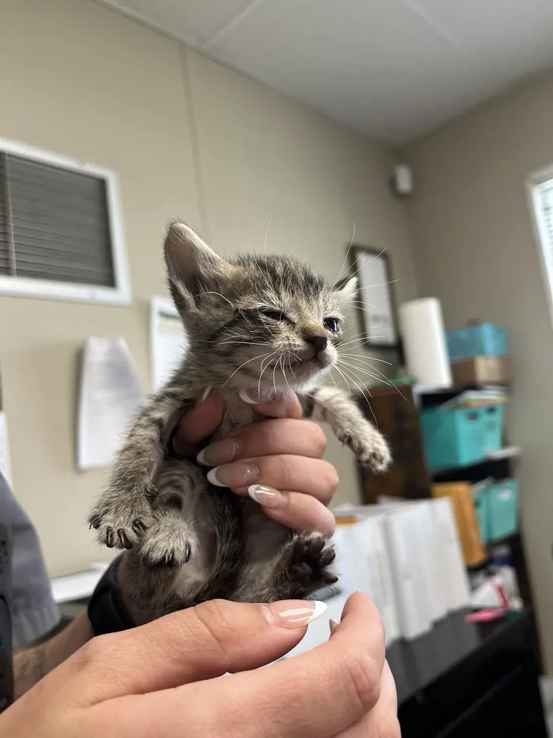 A young small-sized female Tabby (Brown / Chocolate) Domestic Short Hair cat named Kiwi for adoption in Oakdale, CA