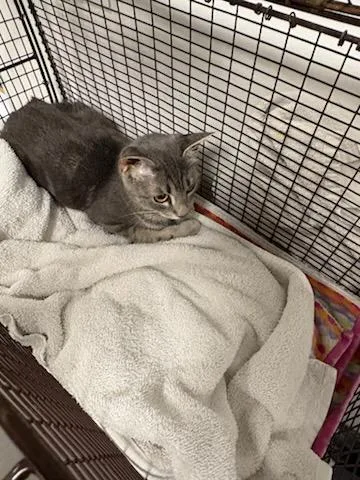 A young medium-sized female Domestic Short Hair cat named Duffy for adoption in Chatsworth, CA