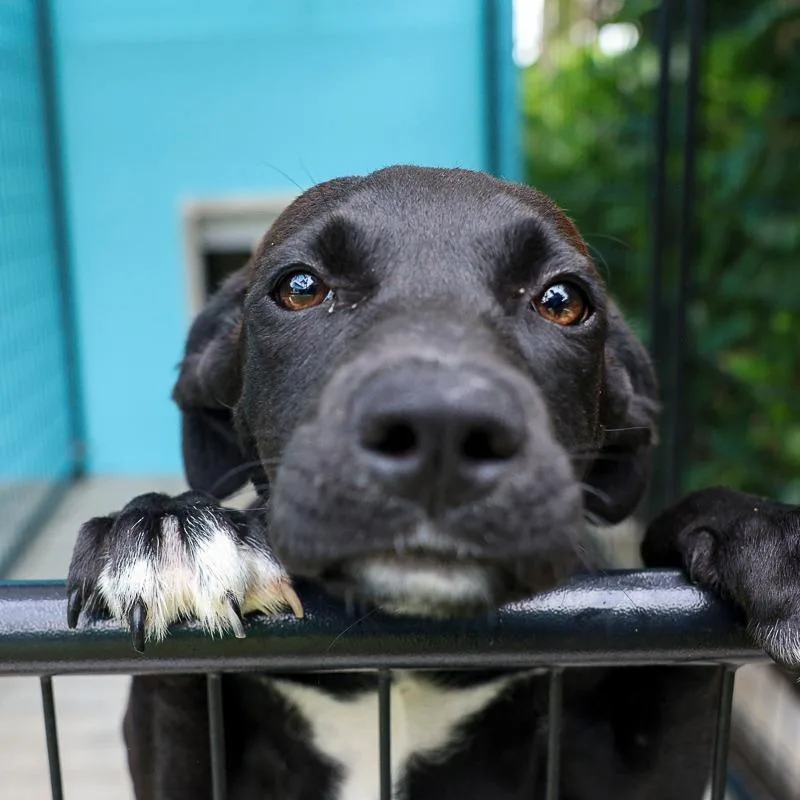 A baby medium-sized female Black Mixed Breed dog named Papaya for adoption in Bradenton, FL