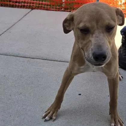 An adult medium-sized male Mixed Breed dog named Edwin for adoption in Voorhees, NJ