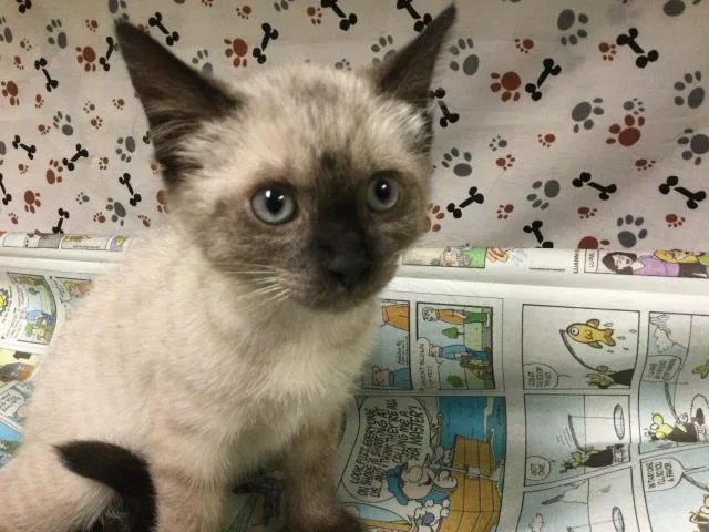 A baby small-sized female Domestic Short Hair cat named Pearl for adoption in Riverside, CA