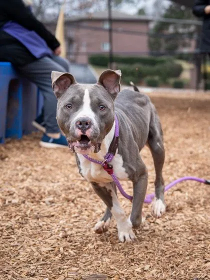 An adult large-sized male Mixed Breed dog named Slate for adoption in Chamblee, GA