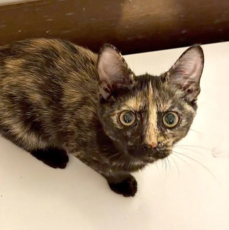 A baby medium-sized female Domestic Short Hair cat named Hen of the Woods for adoption in Harrisburg, PA