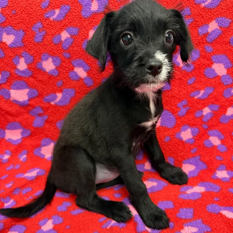 A baby small-sized female Black Chihuahua dog named Charlie for adoption in Houston, TX