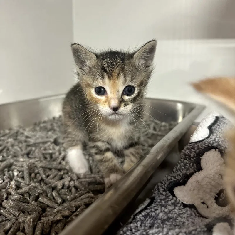 A baby small-sized female Brown / Chocolate Domestic Short Hair cat named Pickle for adoption in Forest Park, IL