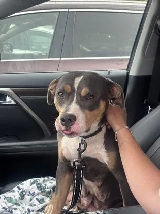 An adult large-sized female Mixed Breed dog named May for adoption in Chamblee, GA