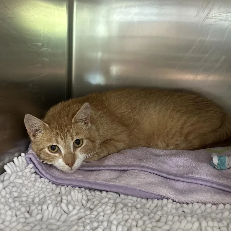 An adult medium-sized female Orange / Red Domestic Short Hair cat named Peanuts for adoption in Charlottesville, VA