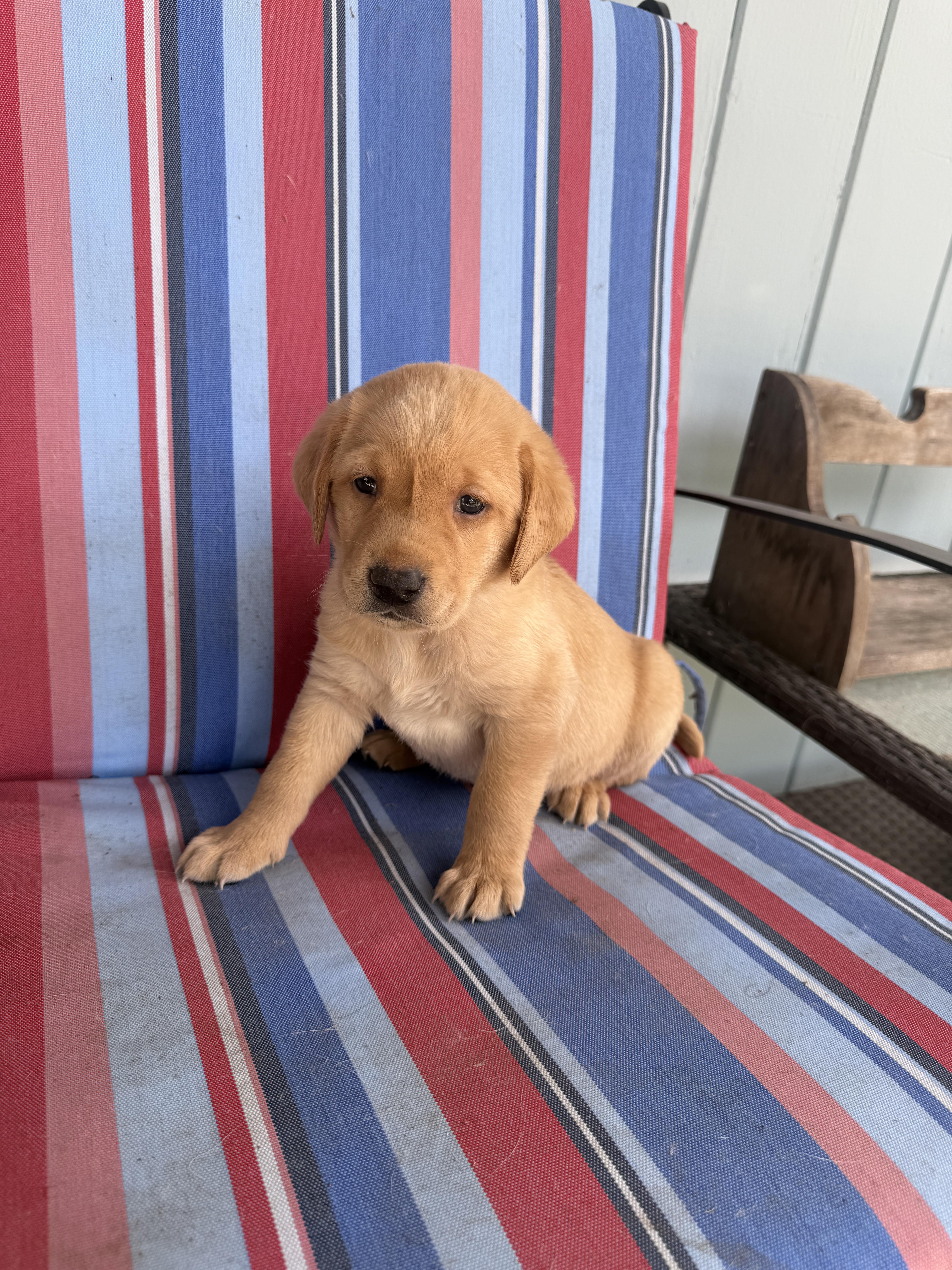 A baby small-sized female Labrador Retriever dog named Fawn for adoption in Discovery Bay, CA