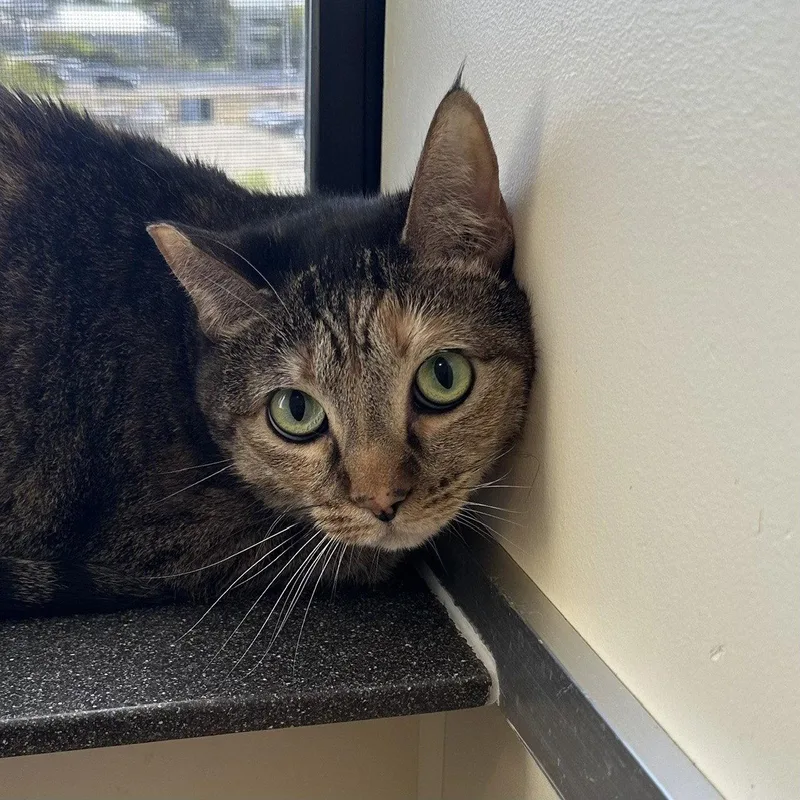 An adult medium-sized female Domestic Short Hair cat named Pookie & Angel for adoption in Burlingame, CA