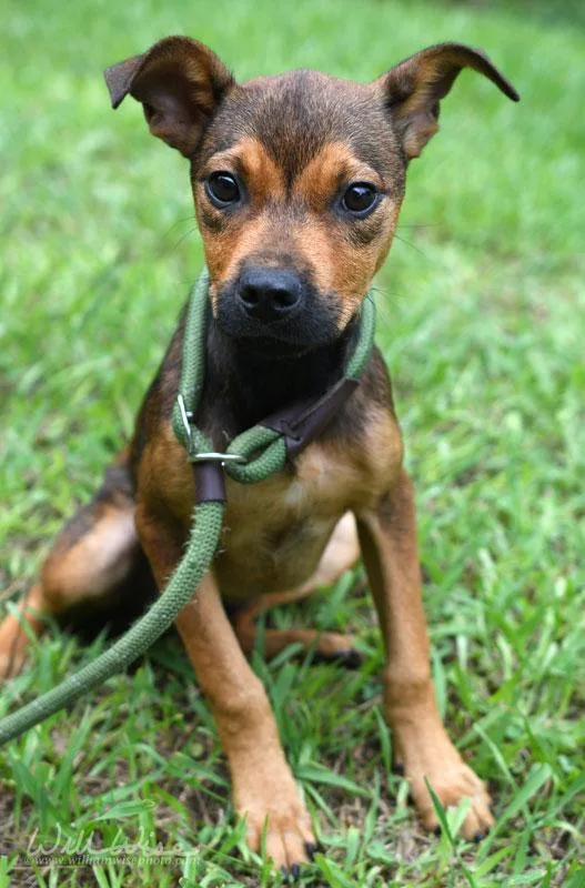 A baby medium-sized female Bicolor Shepherd dog named Daphnie for adoption in Monroe, GA
