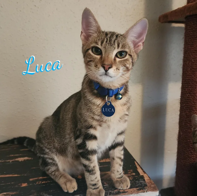 A baby medium-sized male Tabby cat named Luca atticbunch for adoption in Houston, TX