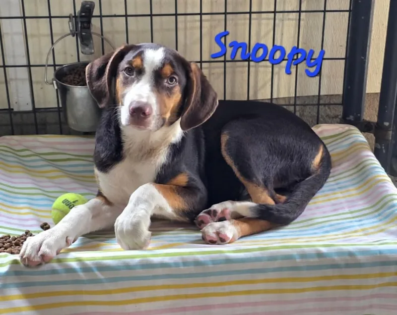 A baby medium-sized male Brown / Chocolate Beagle dog named Snoopy for adoption in Watertown, CT