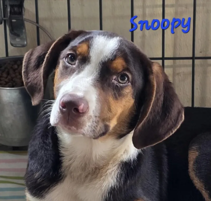 Snoopy thumbnail 2