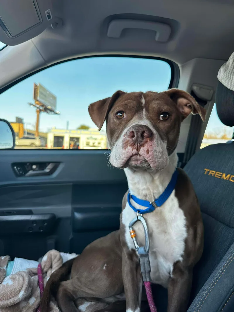 Danny Boy thumbnail 3