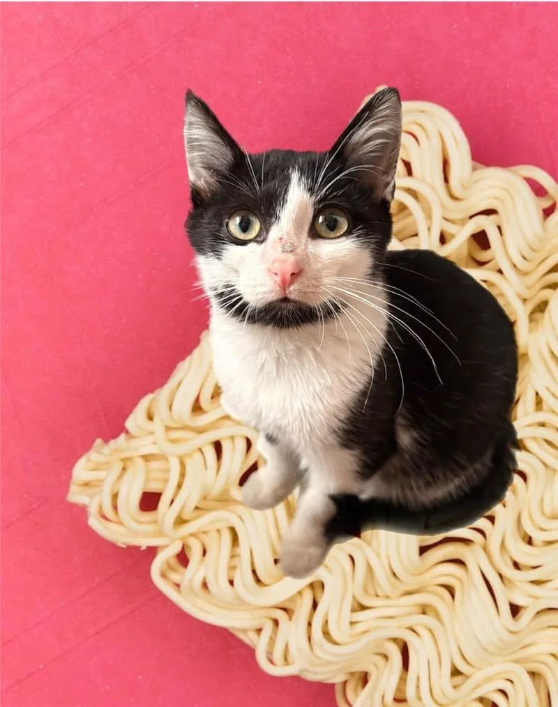 Noodle thumbnail 3