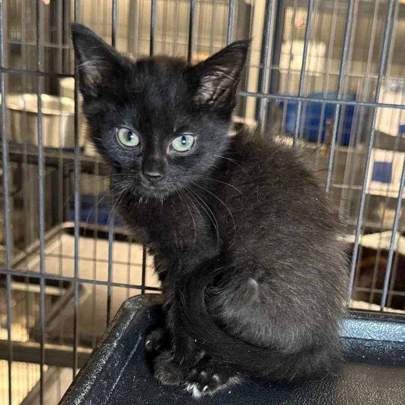 A baby medium-sized male Domestic Short Hair cat named Bobert for adoption in Saginaw, MI