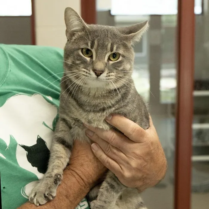 An adult medium-sized male Tabby (Gray / Blue / Silver) Domestic Short Hair cat named Buggy for adoption in Slidell, LA