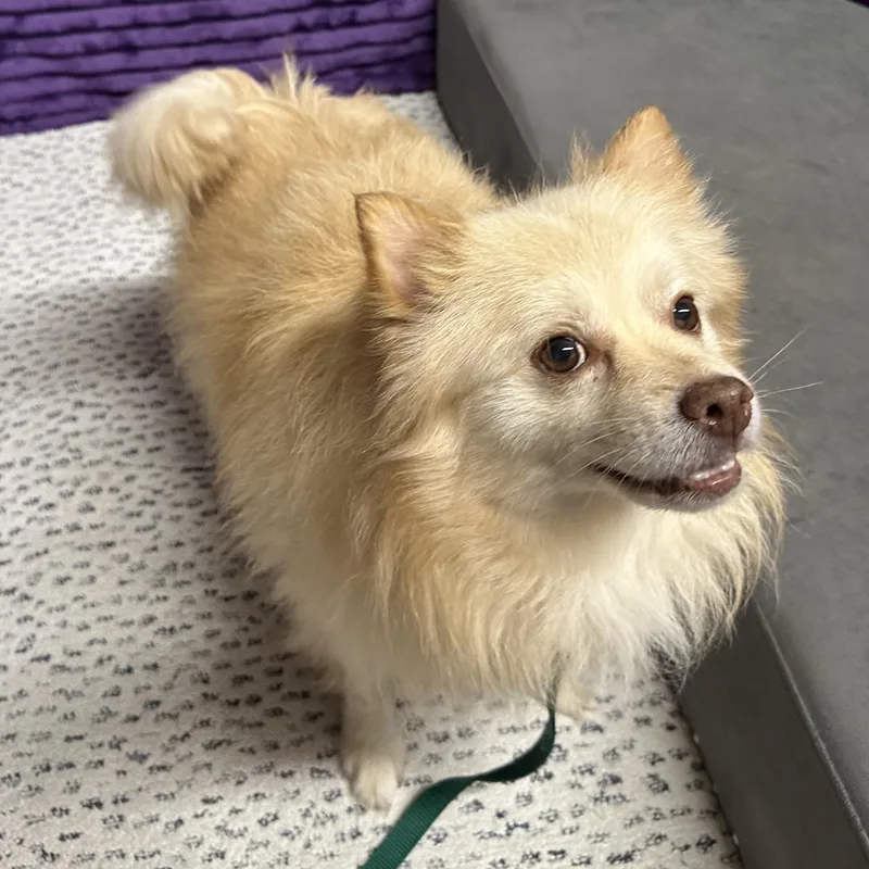 A young small-sized male Pomeranian dog named Chip  Home Visit for adoption in Hartland, WI