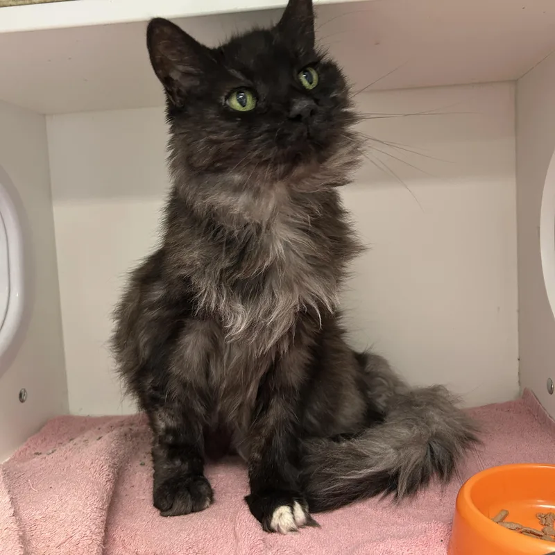 A senior large-sized male Maine Coon cat named Yeti for adoption in La Grange Park, IL