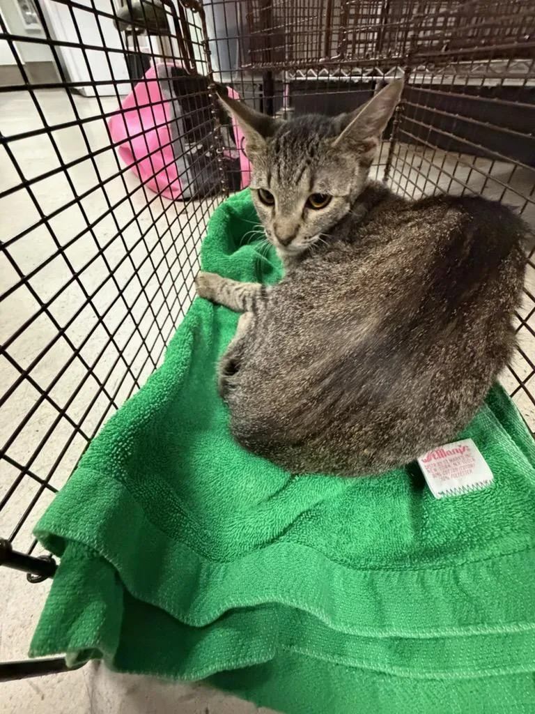 A young medium-sized female Domestic Short Hair cat named Georgette for adoption in Van Nuys, CA