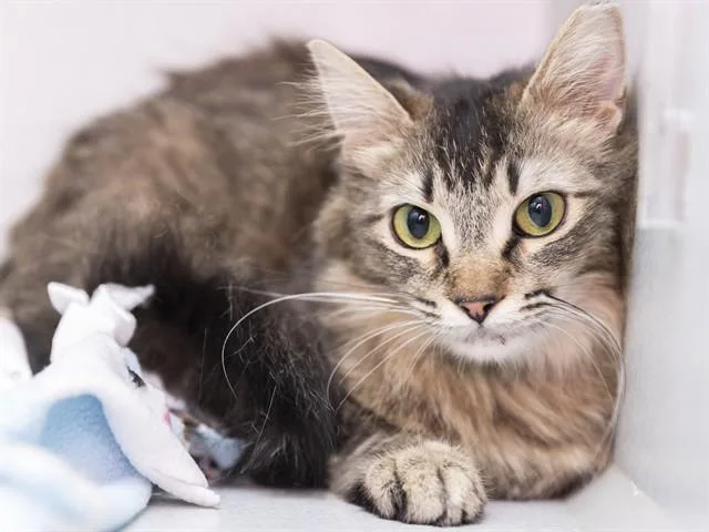 A young medium-sized female Domestic Long Hair cat named Tabitha for adoption in Phoenix, AZ