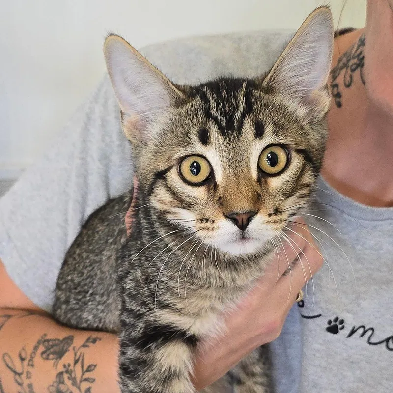 A young medium-sized male Brown / Chocolate Domestic Short Hair cat named Atlas for adoption in Milan, IL