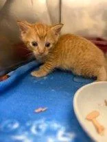 A baby small-sized female Tabby (Orange / Red) Domestic Short Hair cat named Curlie for adoption in Raleigh, NC