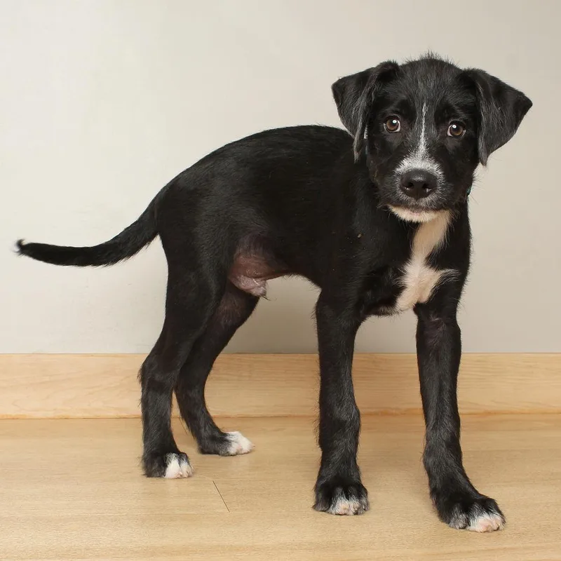 A baby medium-sized male Black Collie dog named Bubba D for adoption in Minnetonka, MN