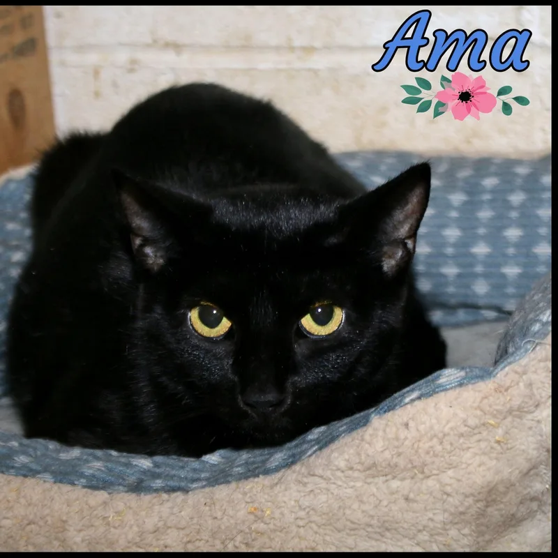 An adult medium-sized female Black Domestic Short Hair cat named Ama for adoption in Shippenville, PA