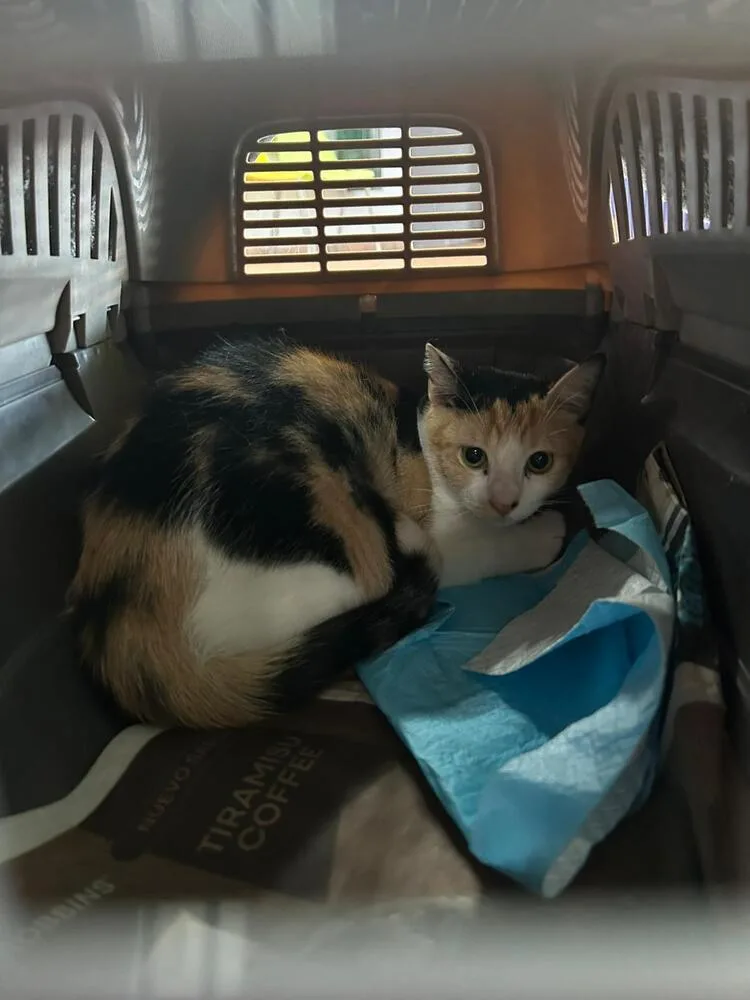 A young medium-sized female Black & White / Tuxedo Domestic Short Hair cat named Teresa for adoption in Naranjito, PR