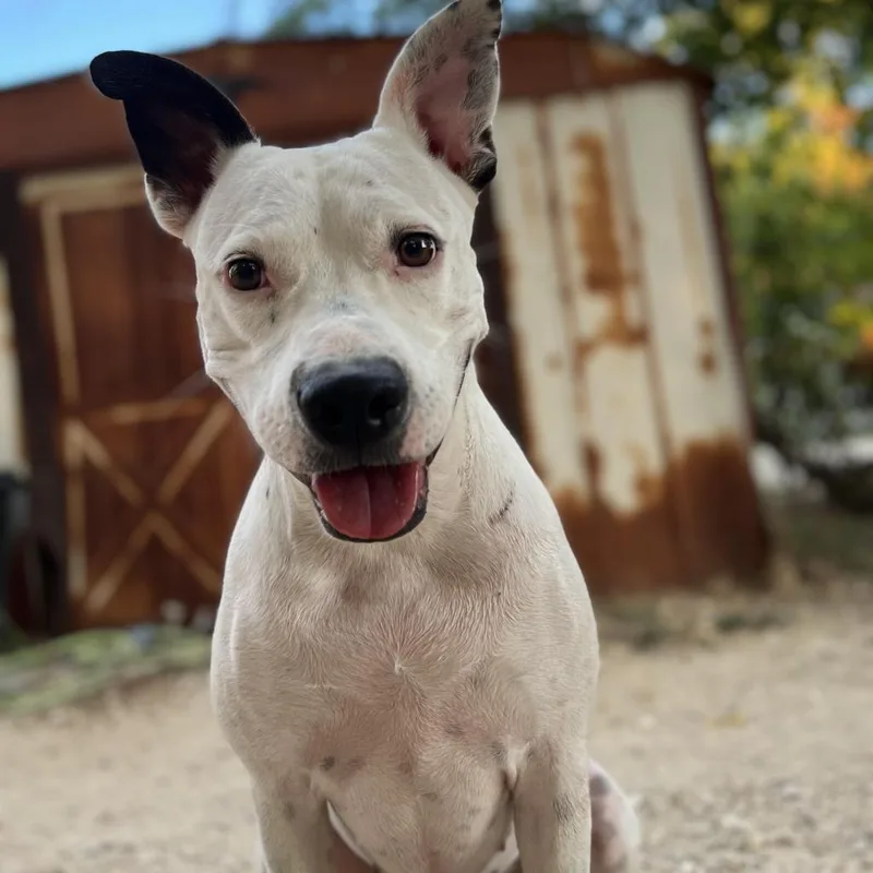 Kinsley Kr thumbnail 5