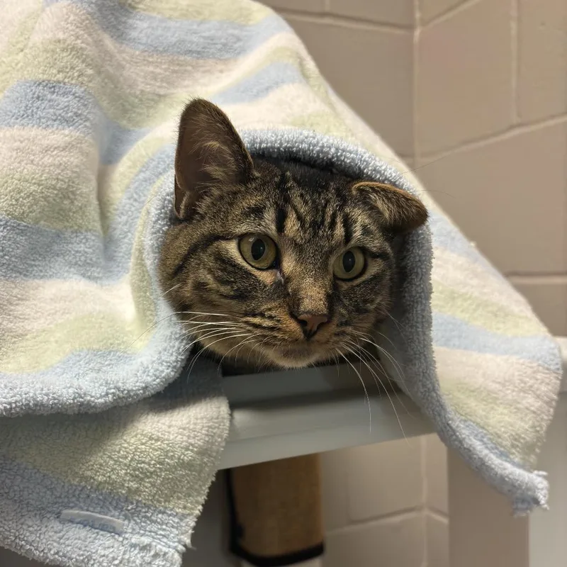 An adult medium-sized female Brown / Chocolate Domestic Short Hair cat named Crystal for adoption in Council Bluffs, IA